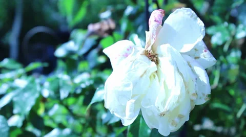 White flower in wind Stock Footage 34643730