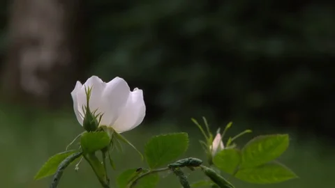White Flower In the Wind Stock Footage 108658965