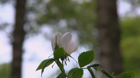 White Flower In the Wind Stock Footage 108663527