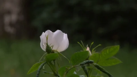 White Flower In the Wind Stock Footage 108664908
