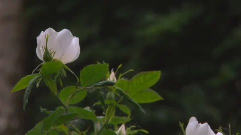 White Flower In the Wind Stock Footage 108667326