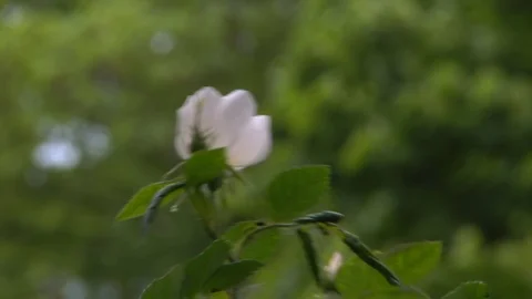 White Flower In the Wind Stock Footage 108670600
