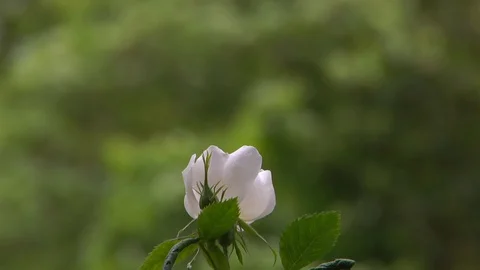 White Flower In the Wind Stock Footage 108673819