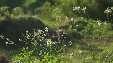 White Flower In The Wind Stock Footage 230148364