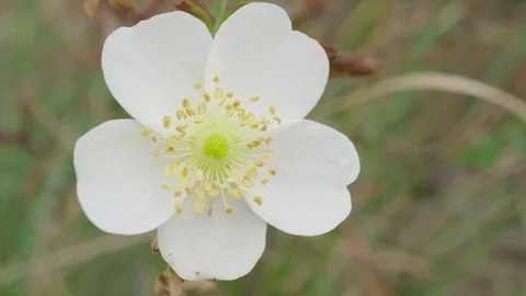 White flower wobbles in the wind Stock-Footage 97385210