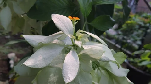 White flower  on the yard Stock Footage 211132632