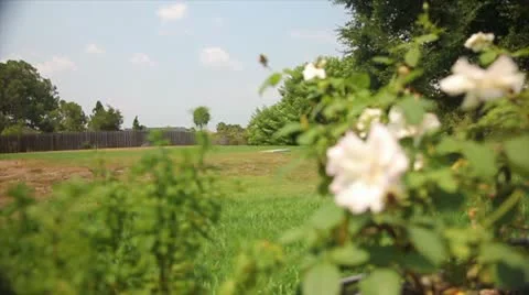 White Flower Yard Rack Focus Stock Footage 12150907