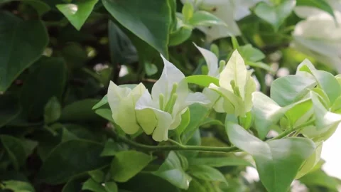 White flower.1 Stock Footage 251322744