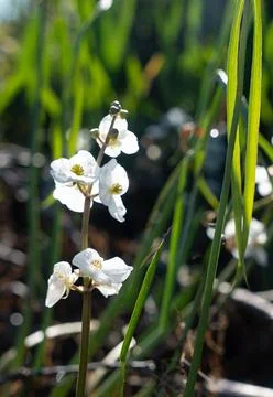 White flower(arrowhead) on vertical stem Stock Photos