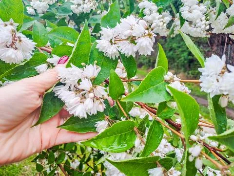 White-flowered aster in early summer in a womans hand Stock Photos