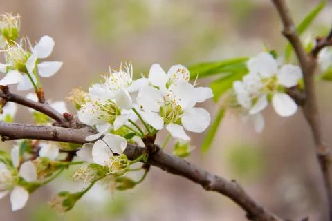 White flowered branch of plum in spring Stock Photos