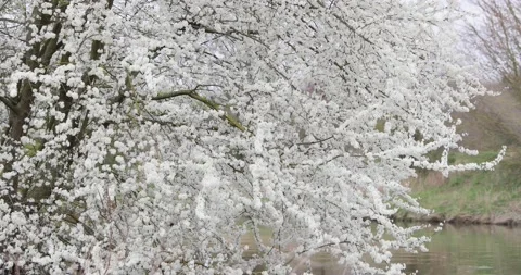 White-flowered branches of wild cherry over a pond in a city park in the spring Stock Footage 130433400