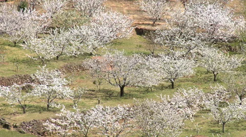 White flowered cherry tree plantation on the opposite slope Stock Footage 49553504