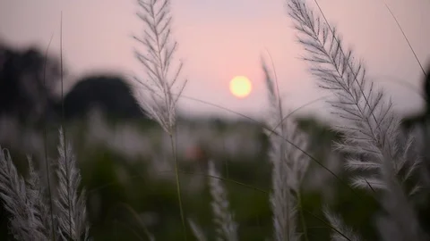 White flowered grass kaash phool or Sacc... | Stock Video | Pond5