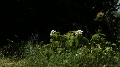 White flowered plant close up still shoot Stock Footage 111384048