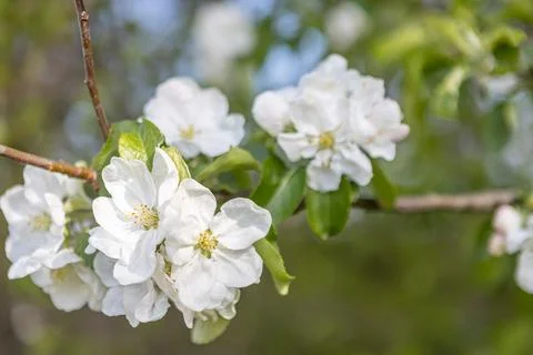 White flowering apple trees in the rays of the sun. Spring season, spring col Stock Photos
