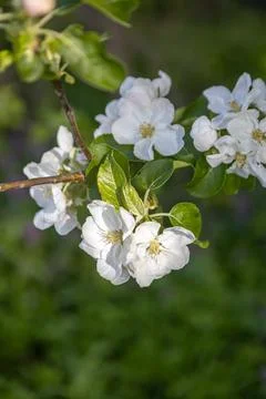 White flowering apple trees in the rays of the sun. Spring season, spring col Stock Photos