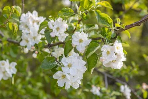 White flowering apple trees in the rays of the sun. Spring season, spring col Stock Photos