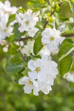 White flowering apple trees in the rays of the sun. Stock Photos