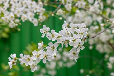 White flowering apple trees in the rays of the sun. Stock Photos