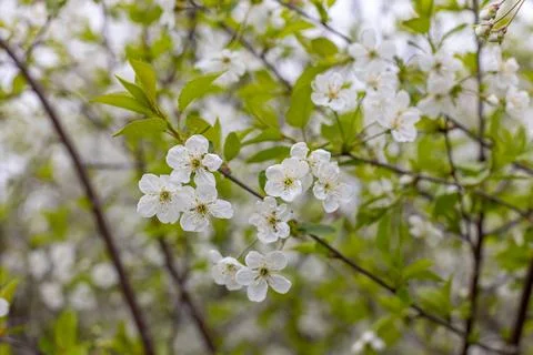 White flowering apple trees in the rays of the sun. Stock Photos