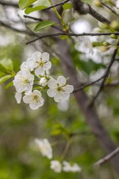 White flowering apple trees in the rays of the sun. Spring season, spring col Stock Photos