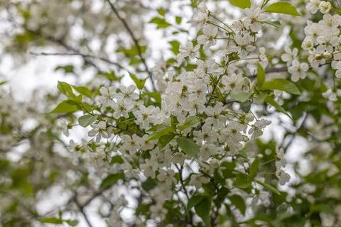 White flowering apple trees in the rays of the sun. Spring season, spring col Stock Photos