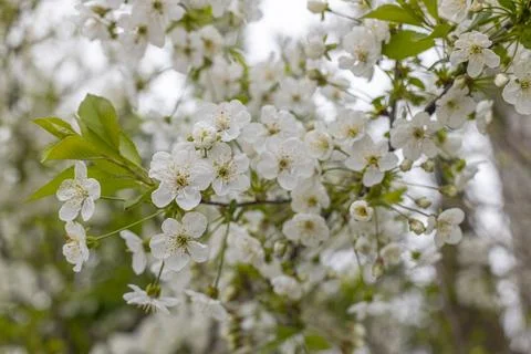 White flowering apple trees in the rays of the sun. Stock Photos