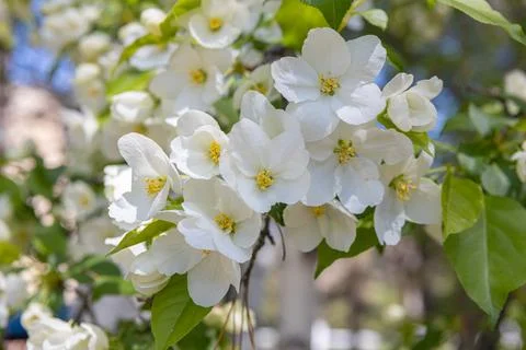 White flowering apple trees in the rays of the sun. Spring season, spring col Stock Photos