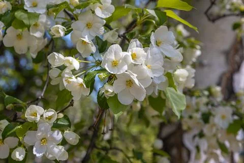 White flowering apple trees in the rays of the sun. Spring season, spring col Stock Photos