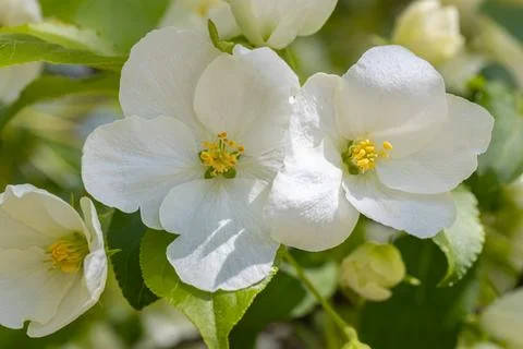 White flowering apple trees in the rays of the sun. Spring season, spring col Stock Photos