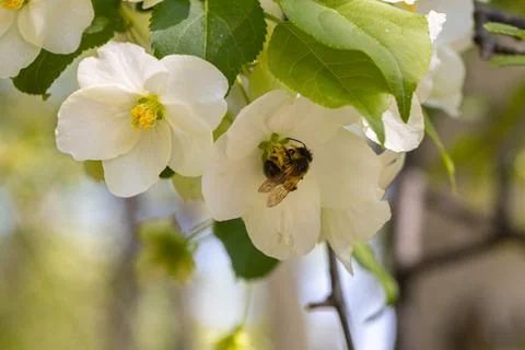 White flowering apple trees in the rays of the sun. Spring season, spring c.. Stock Photos