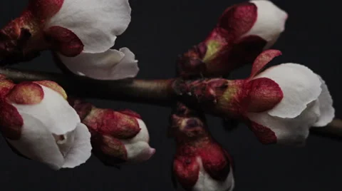 White flowering apricots Stock Footage 60250045