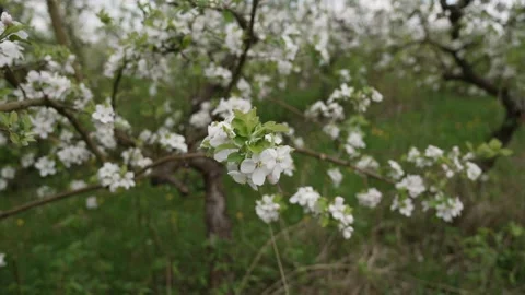 White flowering blossoms on apple tree branches. Spring 库存影片 335266547