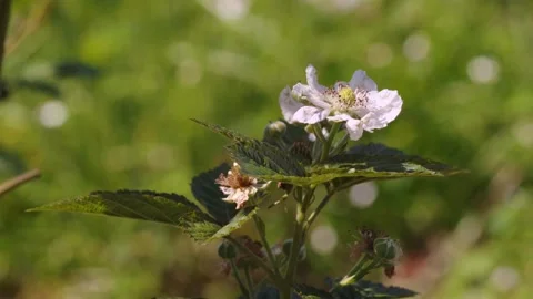 White flowering bramble from the Rubus genus with delicate petals, prominen.. Stock Footage 345777454