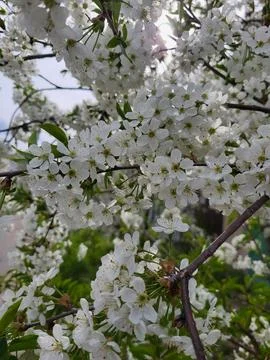 White Flowering Branches with Clouds Stock Photos