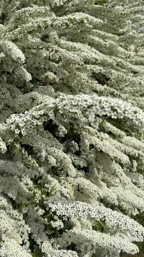 White flowering bush swaying gently in the breeze on a sunny spring day. Stock Footage 307121253