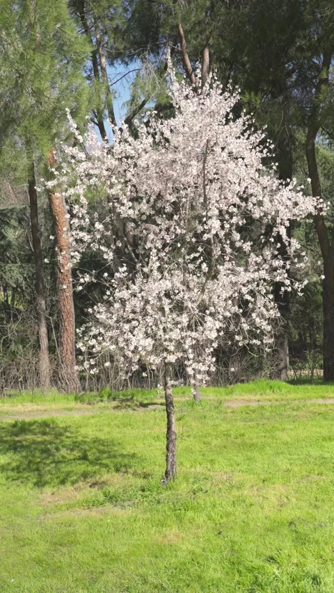 White flowering cherry blossom tree in spring Vídeos de archivo 329791054