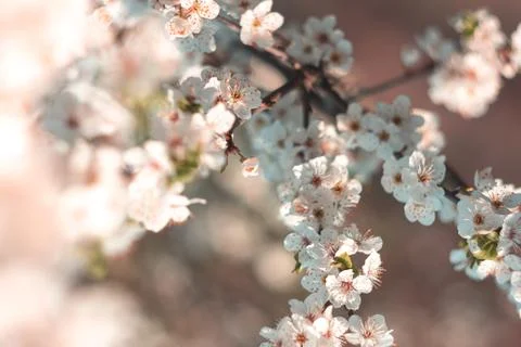 White flowering cherry branches in spring Stock Photos