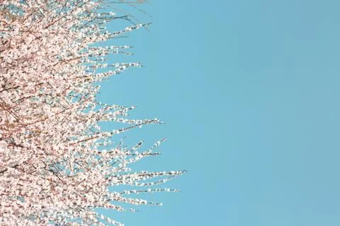 White flowering cherry branches in spring Stock Photos