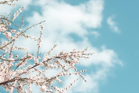 White flowering cherry branches in spring Stock Photos