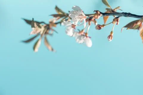 White flowering cherry branches in spring Stock Photos