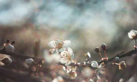 White flowering cherry branches in spring Stock Photos