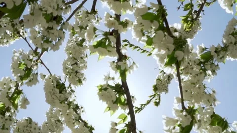 White Flowering Cherry Branches in Sunlight on Blue Sky Background on Sunny Day. Stock Footage 183368651