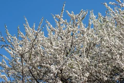 White flowering cherry tree Stock Photos