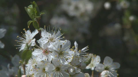 White flowering close Stock Footage 107116