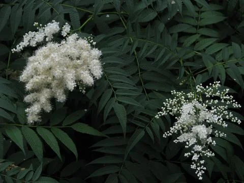 White flowering fern Stock Photos