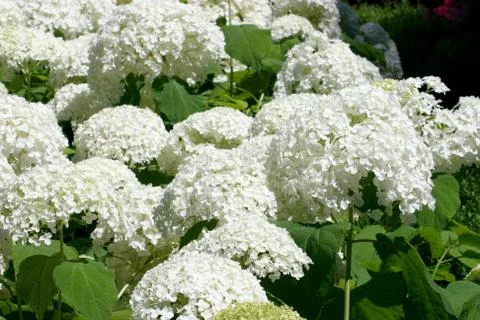 White flowering hydrangea bush Stock Photos