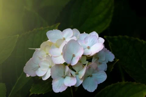 White flowering hydrangea in the park in the spring. The background of the fl Stock Photos