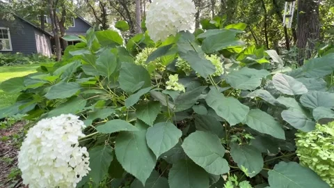 White flowering hydrangea waves its blooms in a cottage garden Stock Footage 273176465